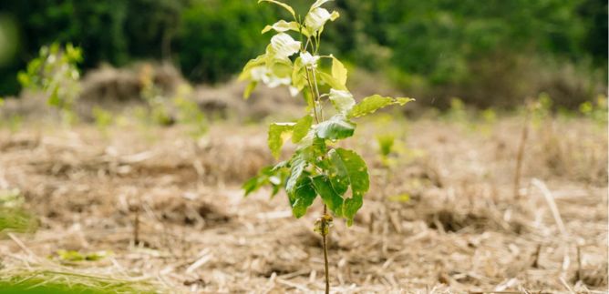 reforest-and-bolton-clarke.jpg