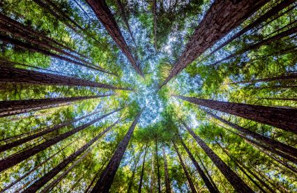 sustainability-caring-for-our-planet.jpg