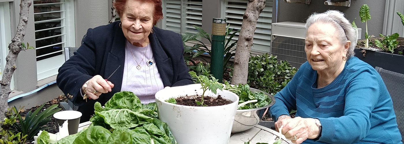 Trevi Court residents sorting through silverbeet.jpg